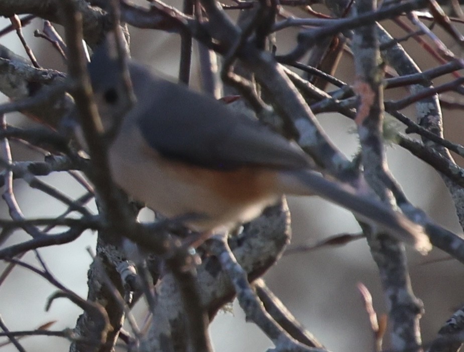 Tufted Titmouse - ML645521057
