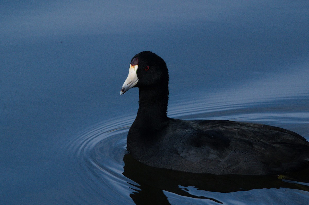 American Coot - ML645521063