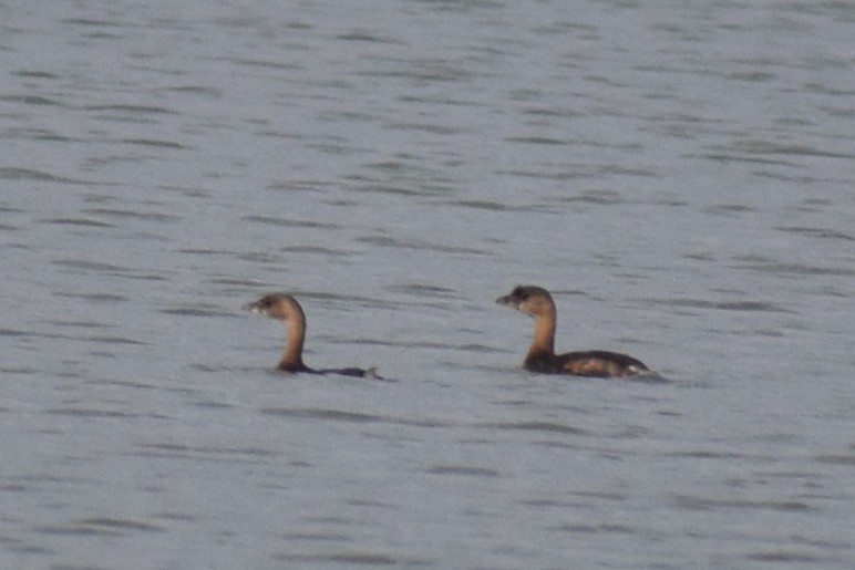 Pied-billed Grebe - ML645521067
