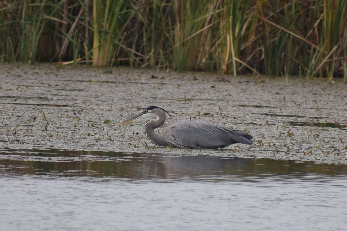 Great Blue Heron (Great Blue) - ML645521086