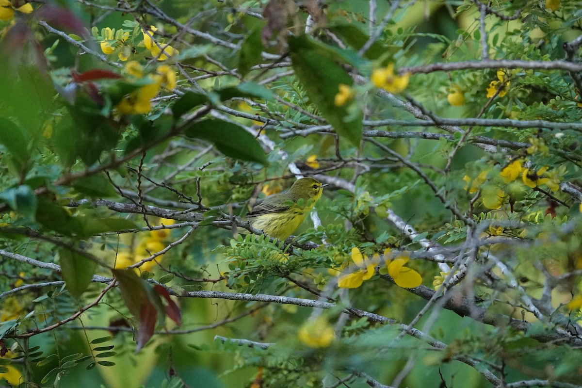 Prairie Warbler - ML645521088