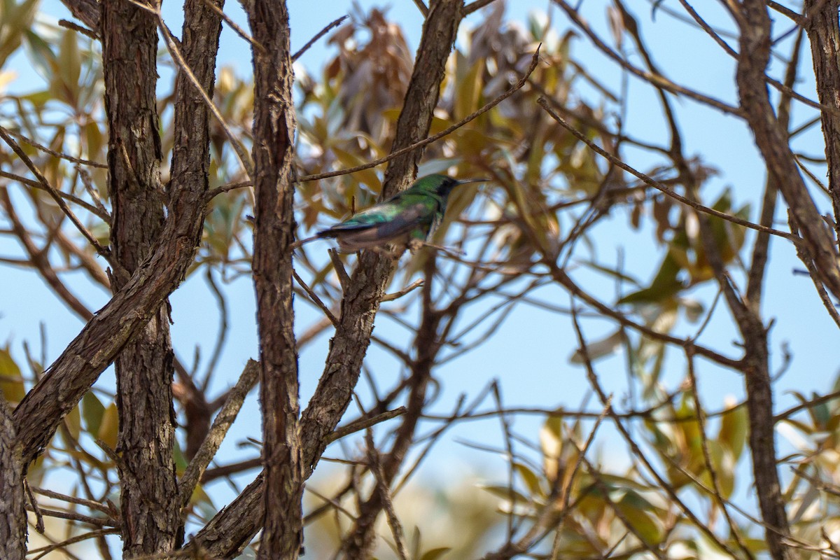 White-vented Violetear - ML645521092