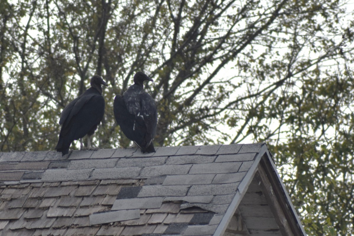 Black Vulture - ML645521099