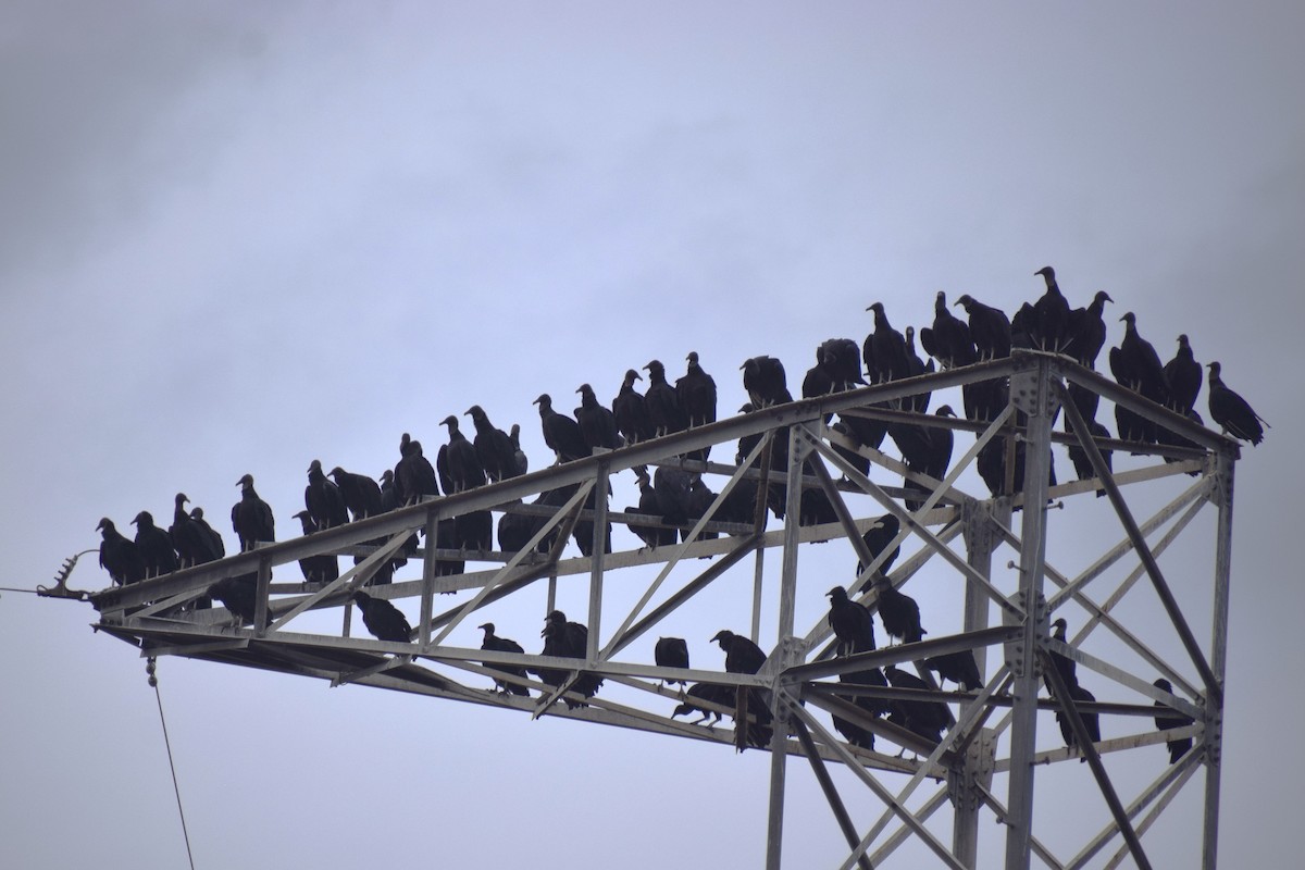 Black Vulture - ML645521100