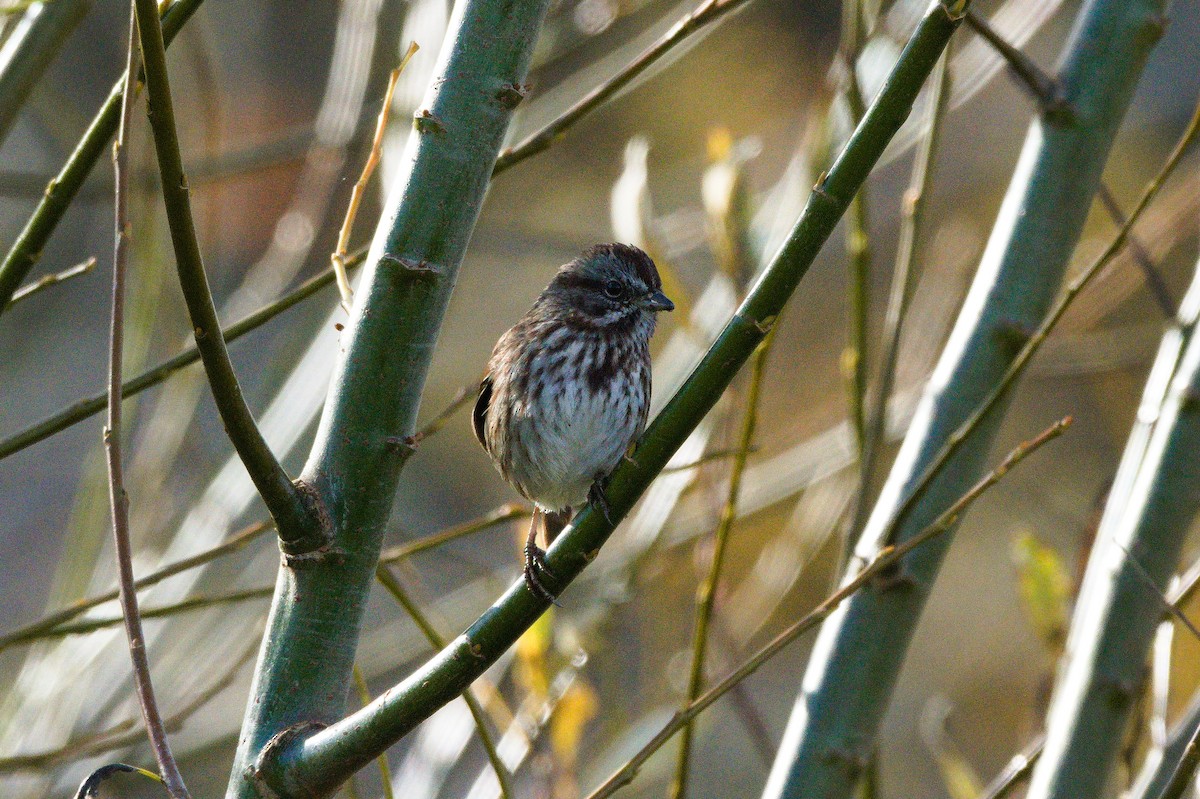 Song Sparrow - ML645521102