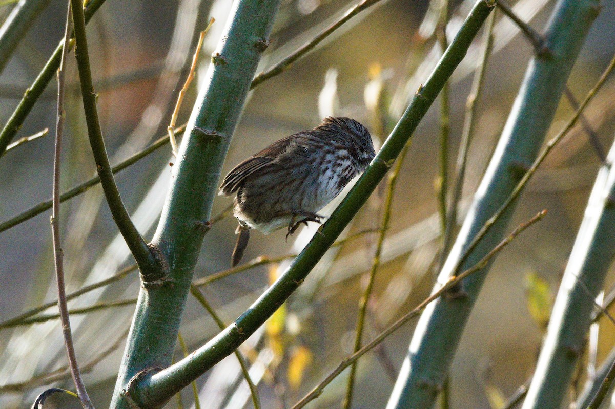 Song Sparrow - ML645521104