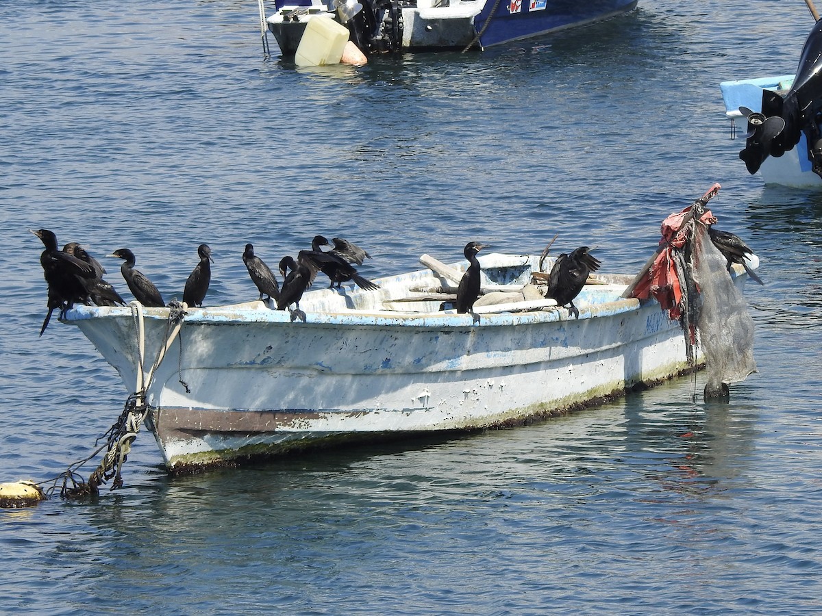 Cormoran vigua - ML645521107