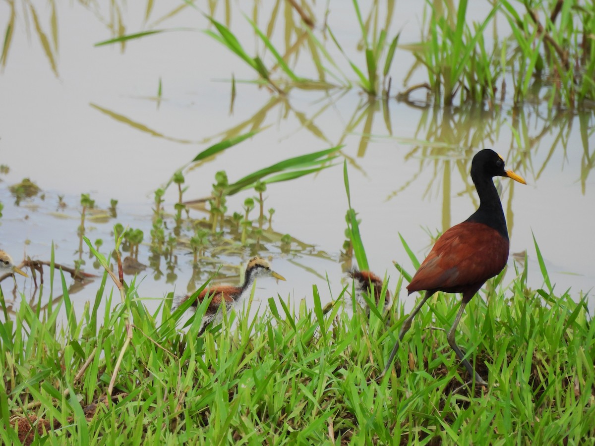 Northern Jacana - ML645521108