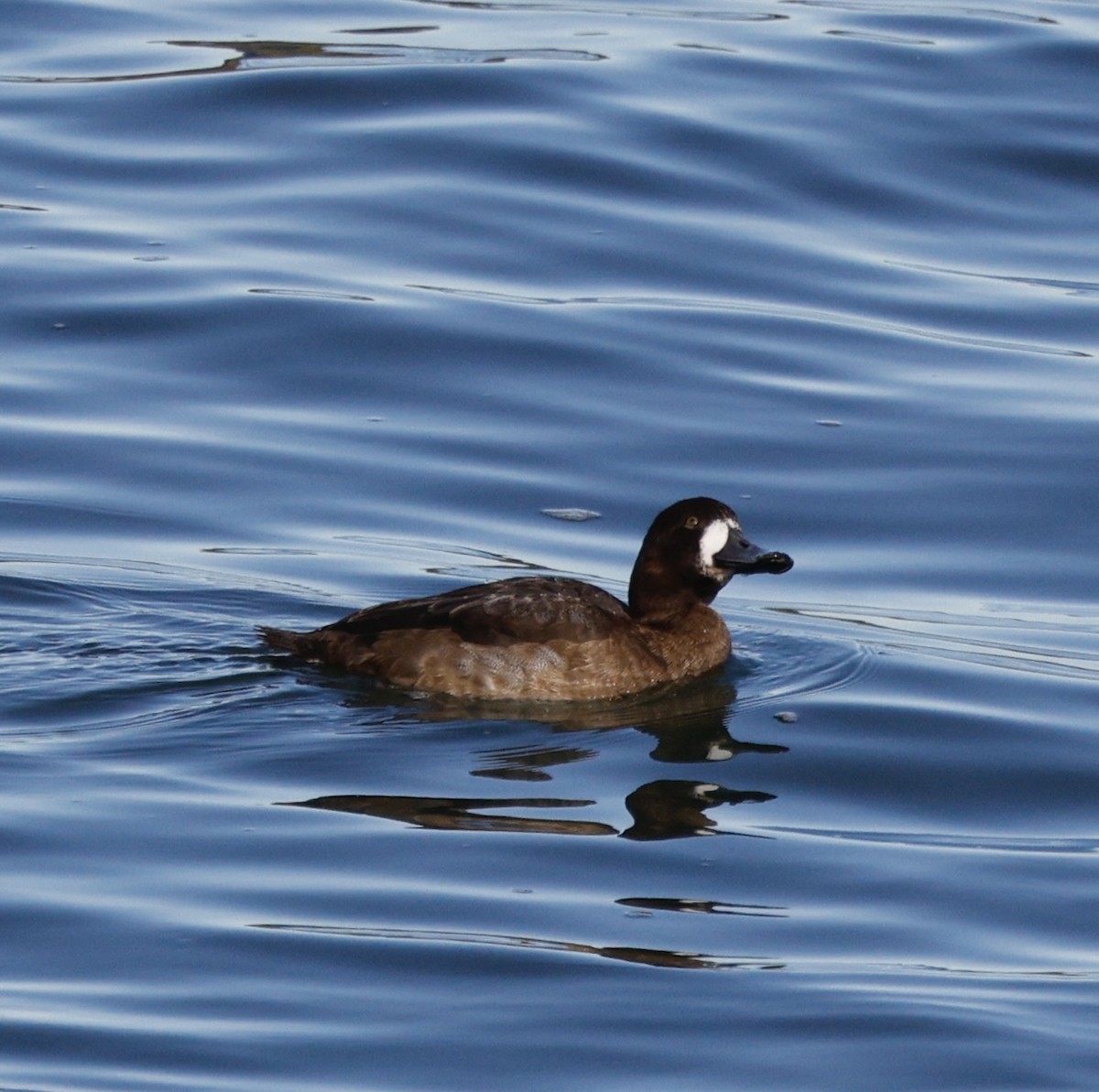 スズガモ - ML645521109