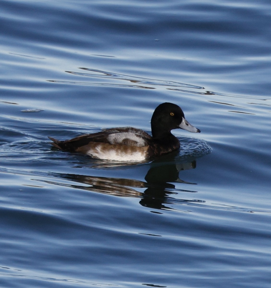 スズガモ - ML645521110