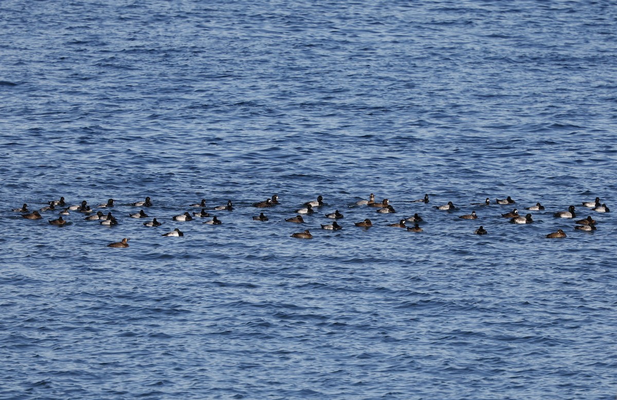 スズガモ - ML645521111