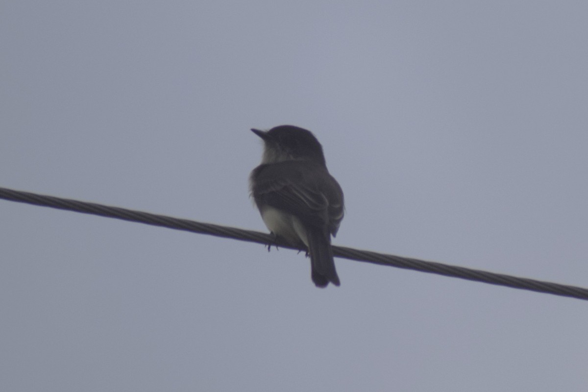 Eastern Phoebe - ML645521118