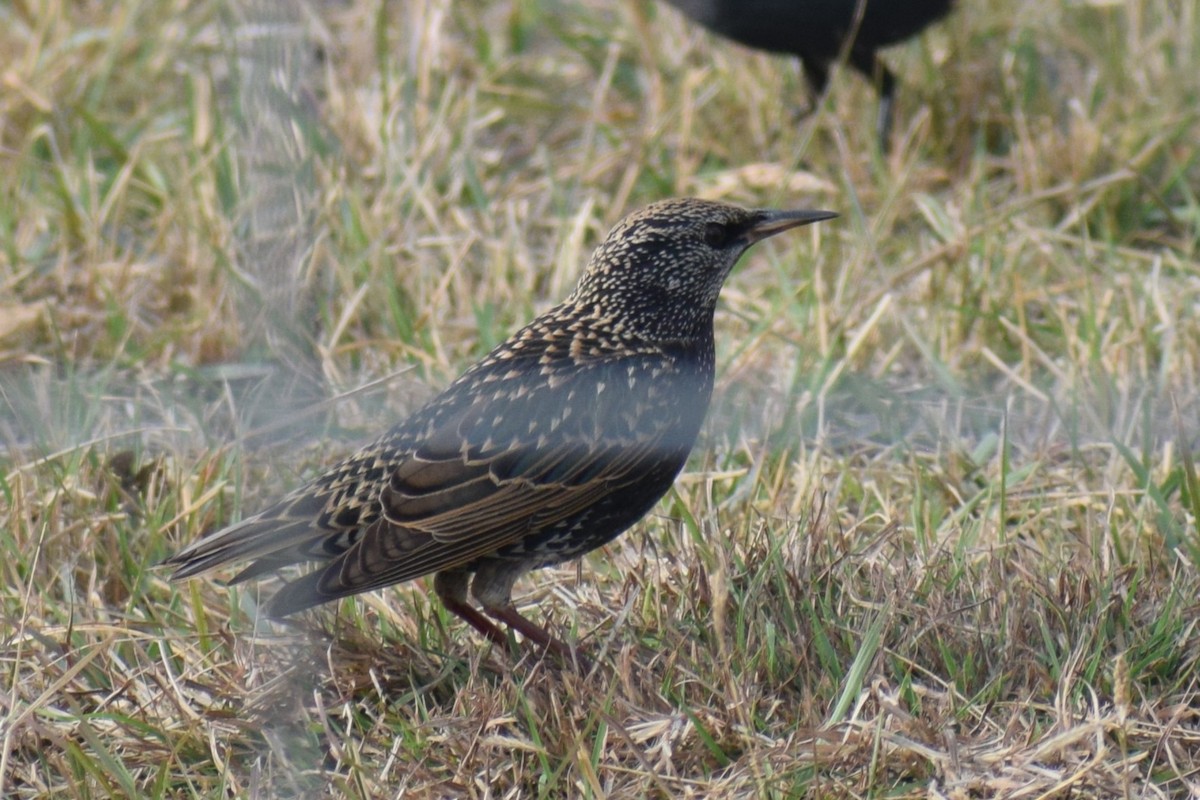 European Starling - ML645521130