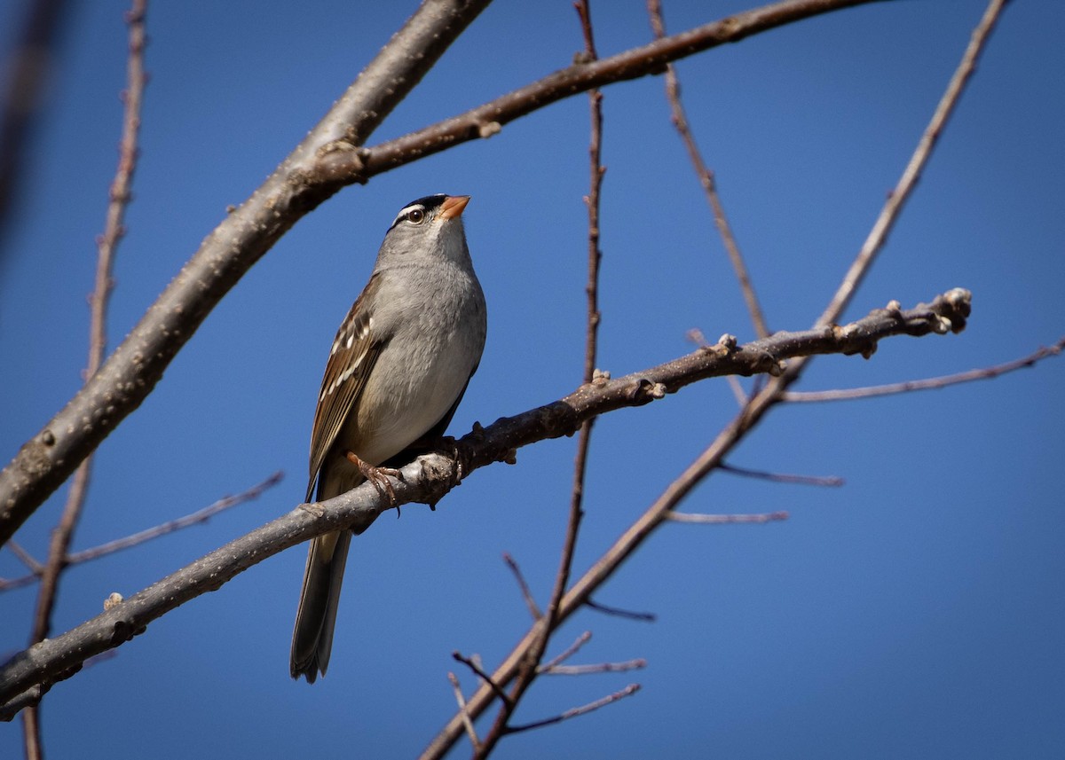 גיבתונית לבנת-כיפה - ML645521131