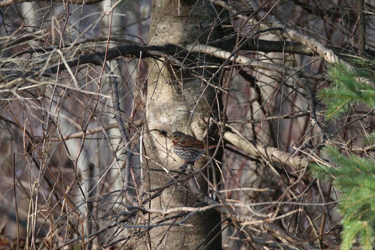 Tilki Renkli Serçe - ML645521132