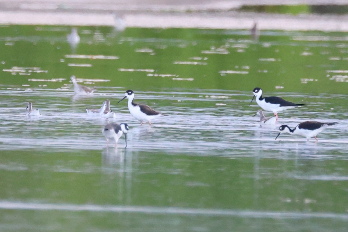 lyskonoh dlouhozobý - ML645521144