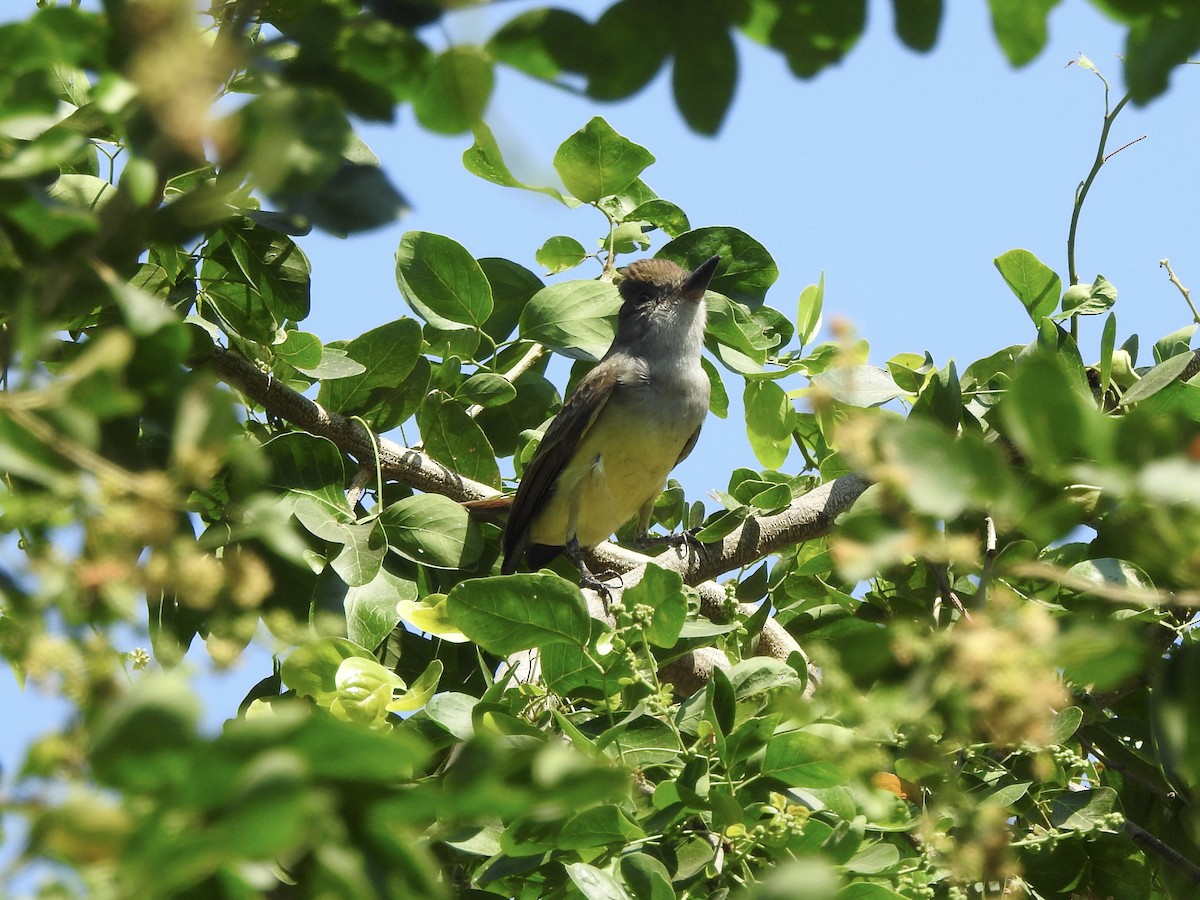 Tyran de Wied - ML645521150