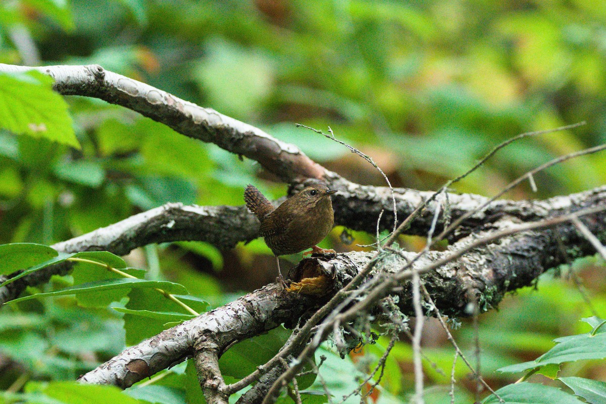 Pacific Wren - ML645521152