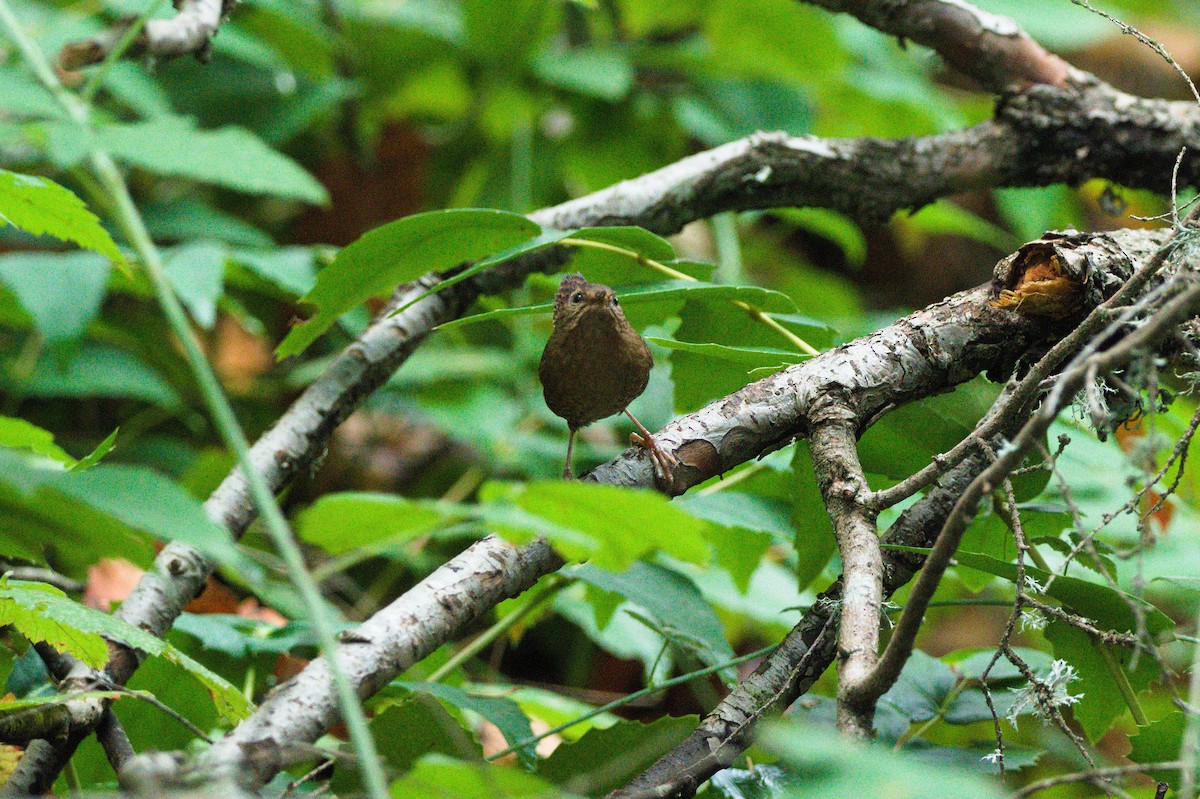 Pacific Wren - ML645521153