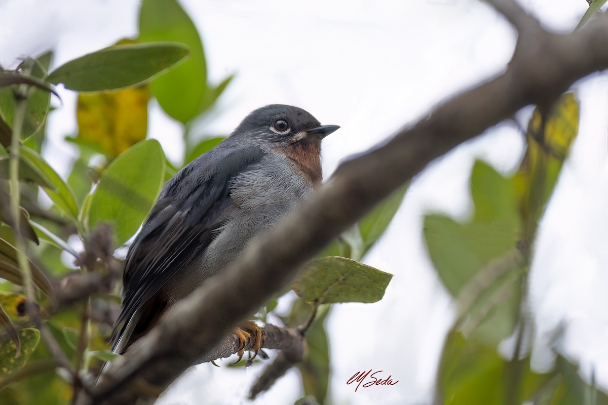 Rufous-throated Solitaire - ML645521159