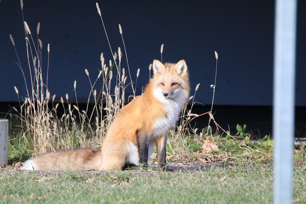 Kızıl Tilki - ML645521169