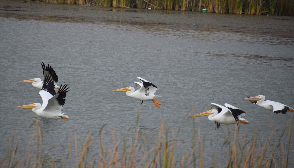 American White Pelican - ML645521170