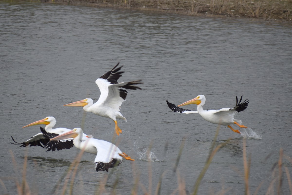 American White Pelican - ML645521171