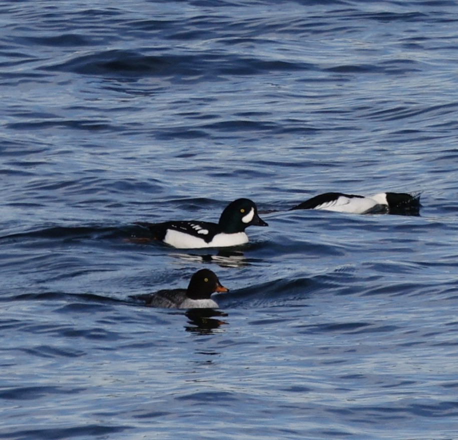 Porrón Islándico - ML645521184