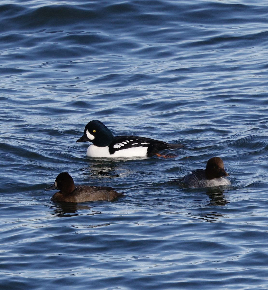 Porrón Islándico - ML645521185