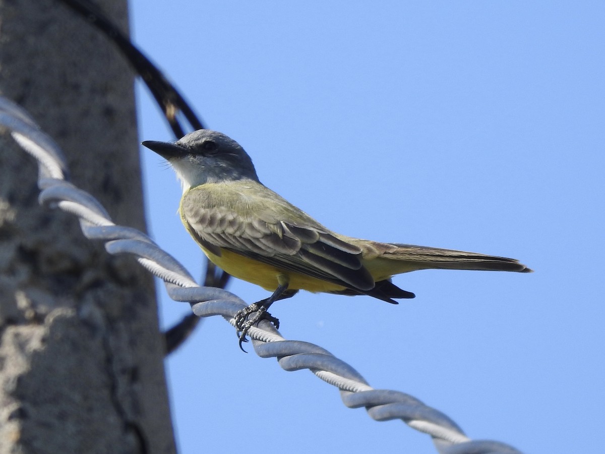 Tyran mélancolique - ML645521186