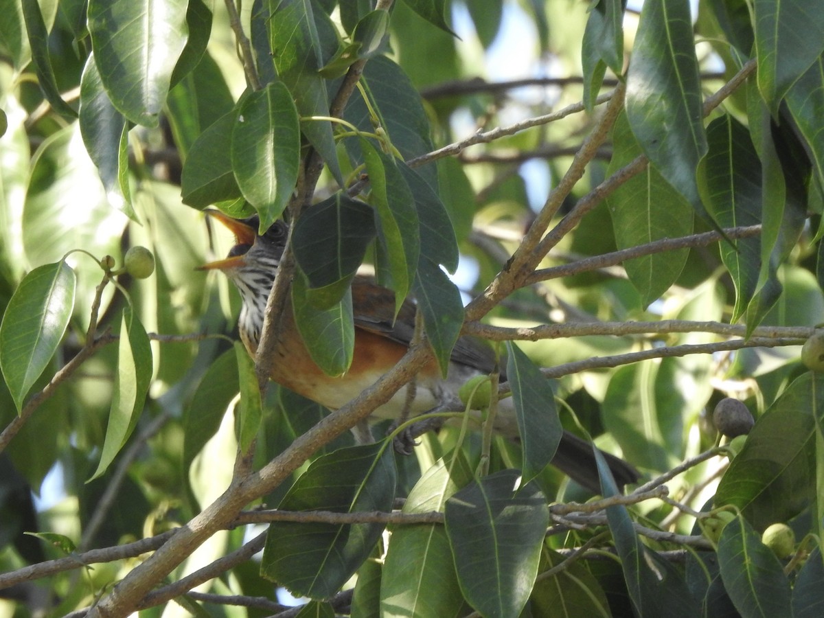 drozd rezavohřbetý - ML645521196