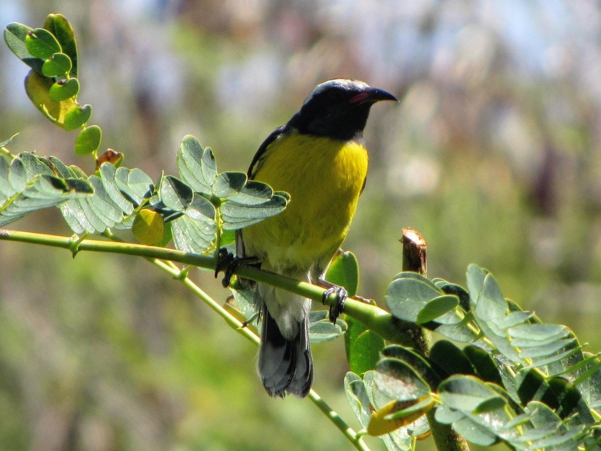 Sucrier à ventre jaune - ML645521201