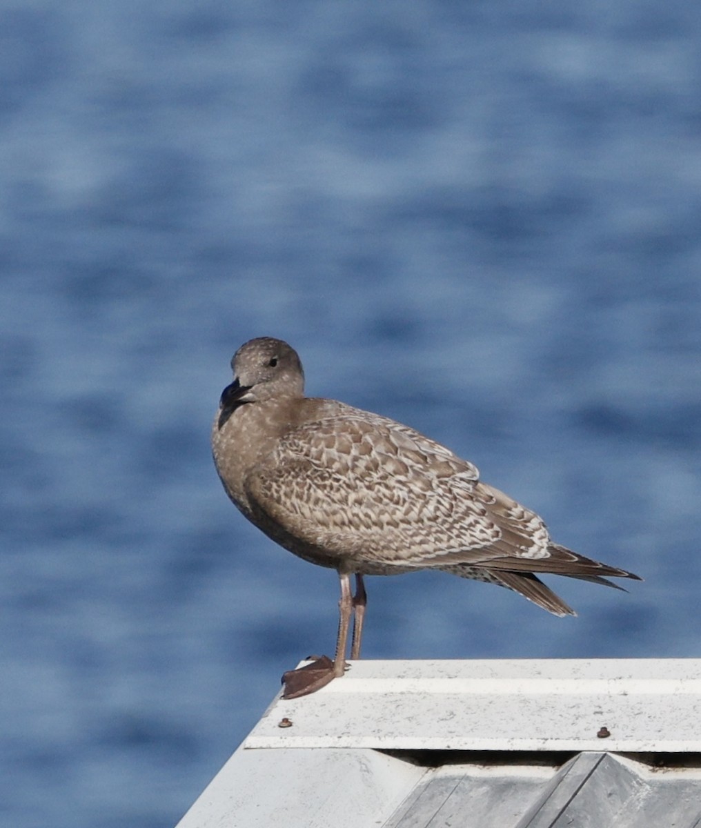 Мартиновий sp. - ML645521203