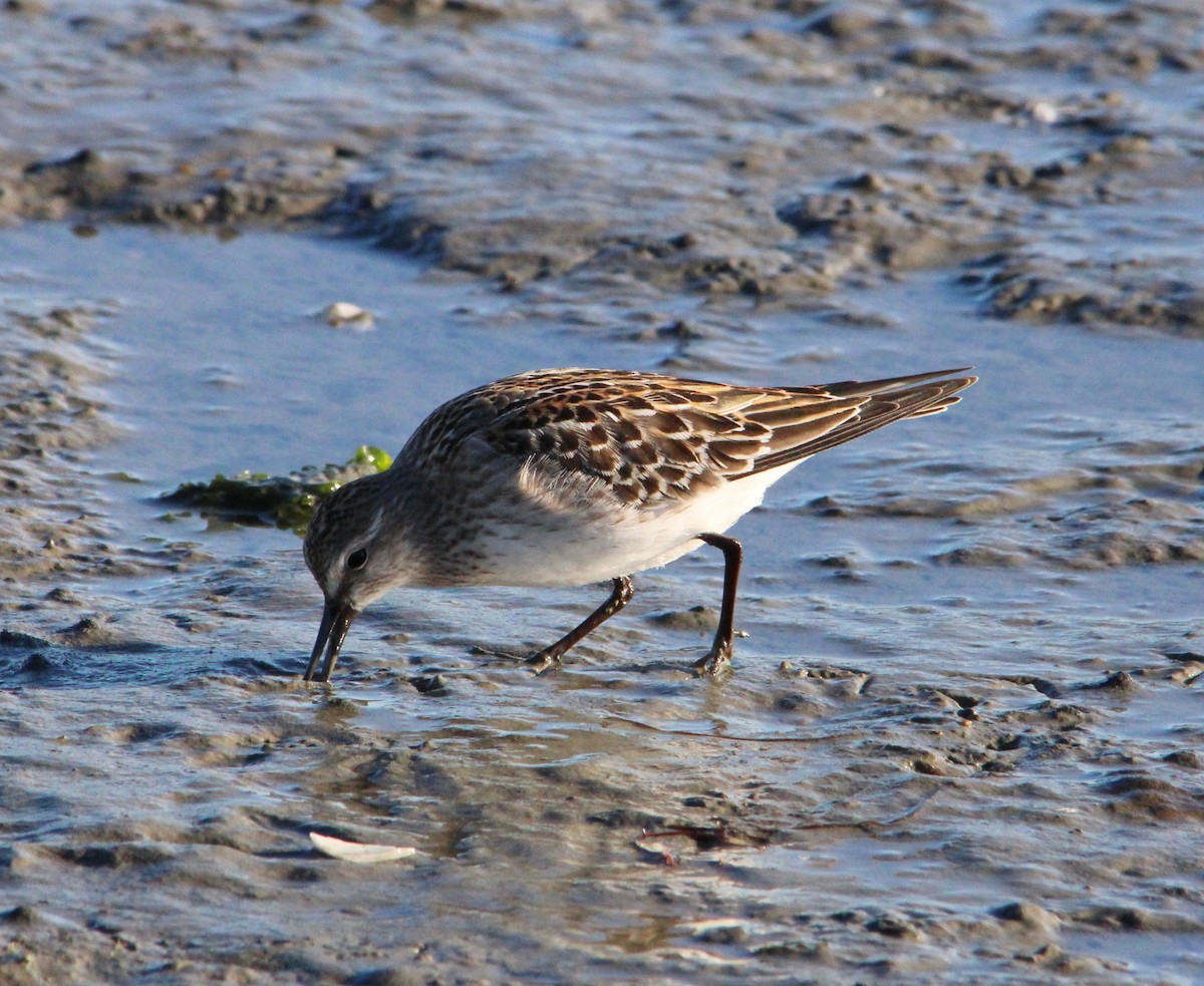 bonapartesnipe - ML645521217