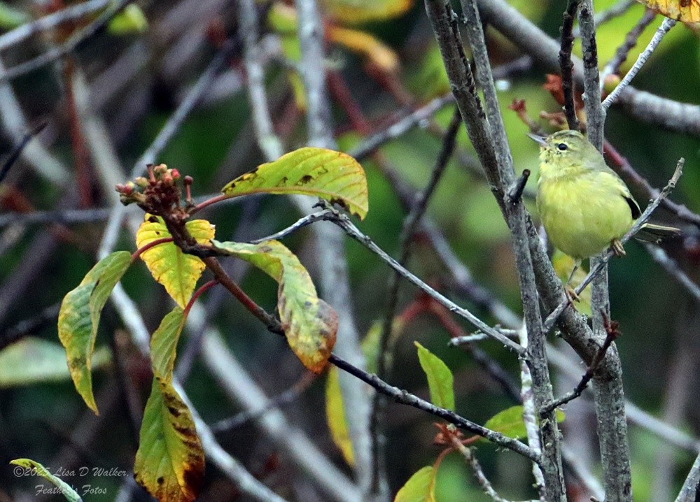 Orange-crowned Warbler - ML645521230