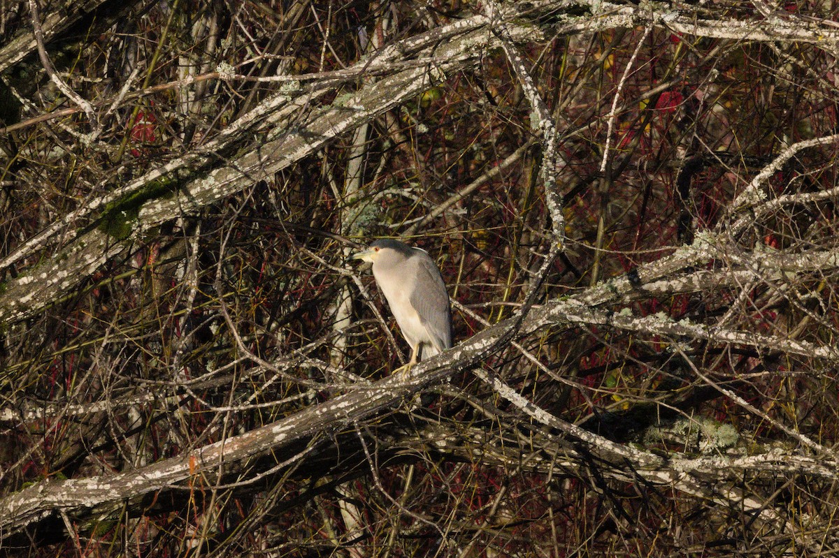 Black-crowned Night Heron - ML645521234