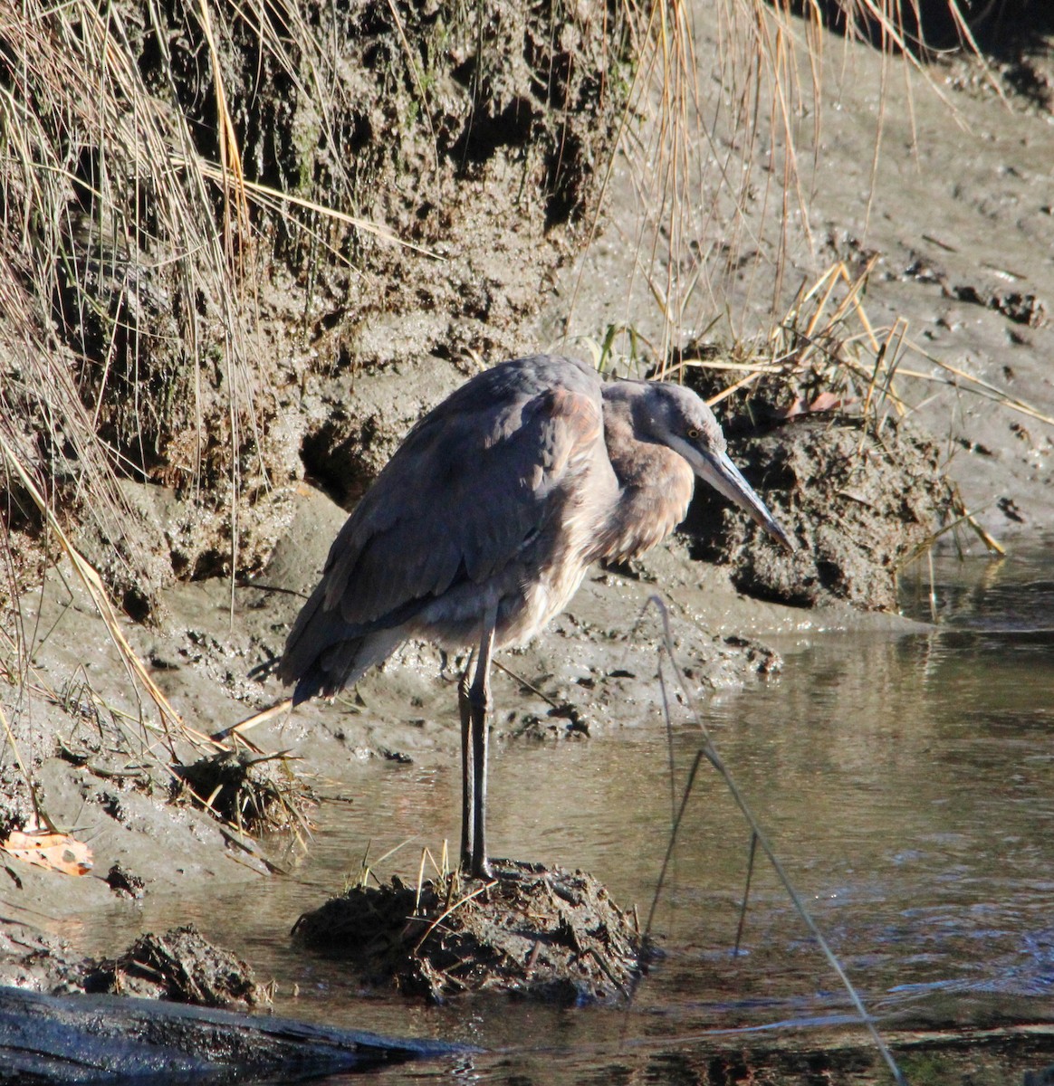 herodiashegre - ML645521235