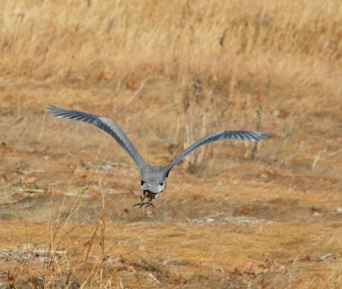 herodiashegre - ML645521239