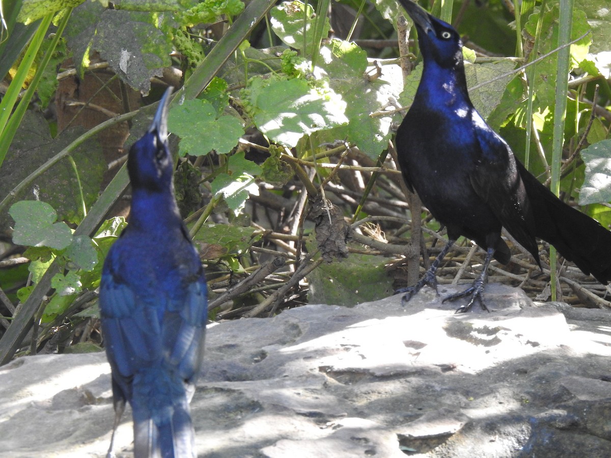 Great-tailed Grackle - ML645521249