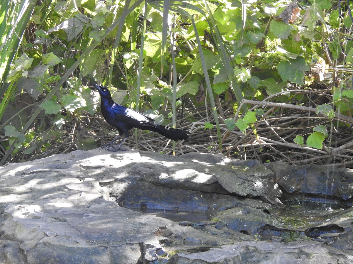 Great-tailed Grackle - ML645521250