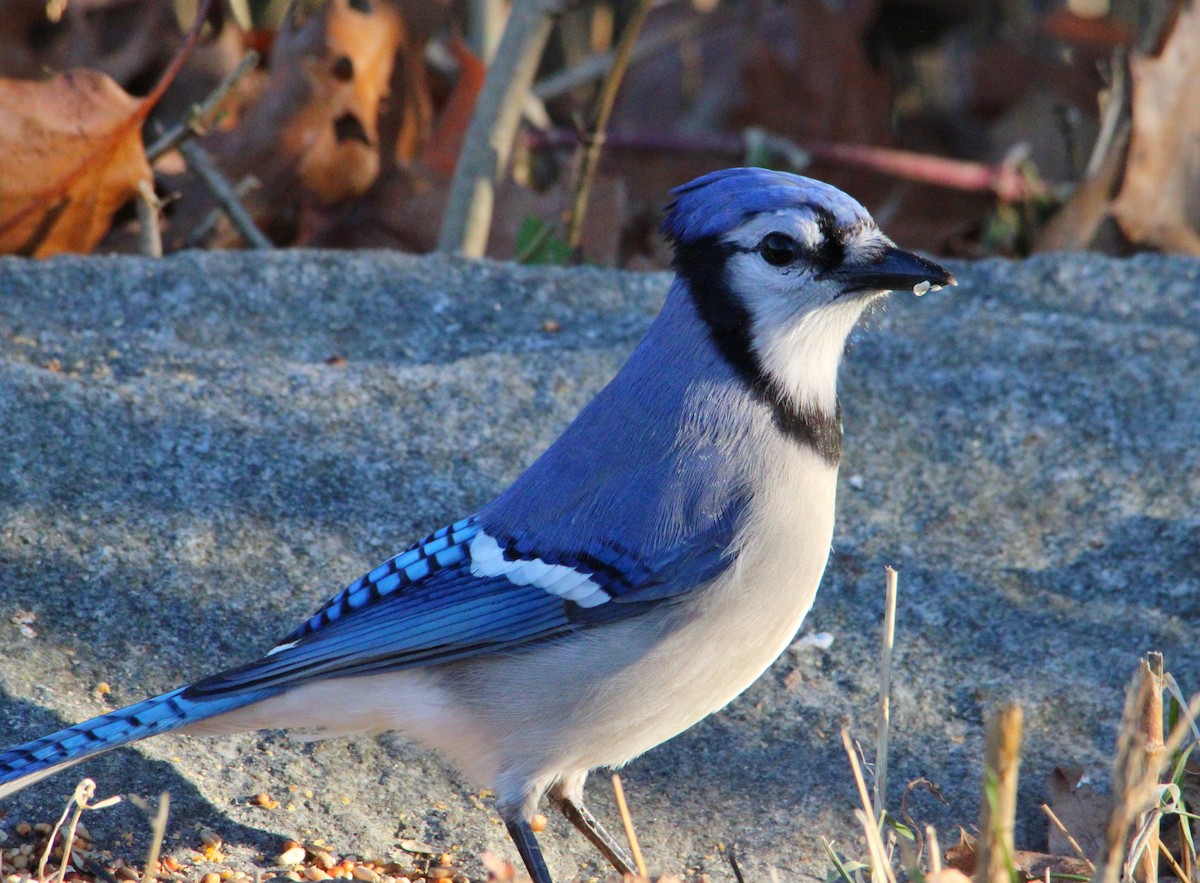 blåskrike - ML645521251