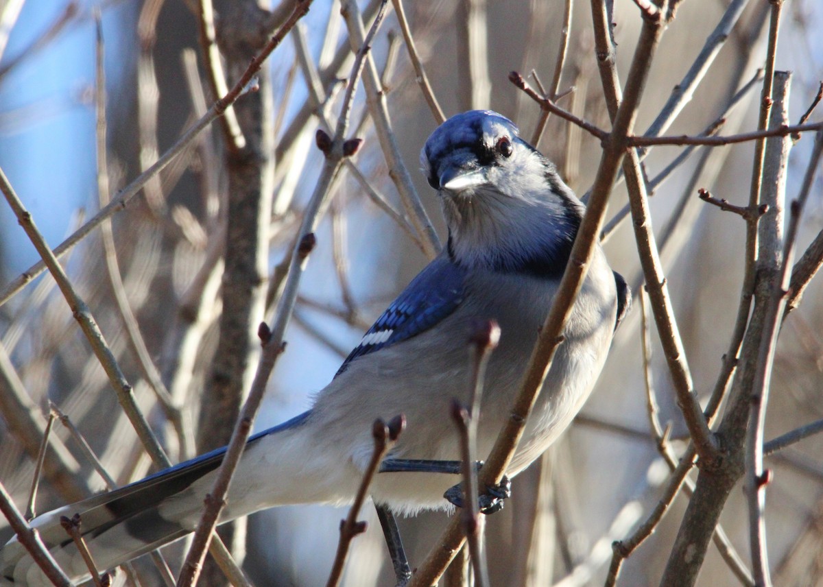 blåskrike - ML645521252