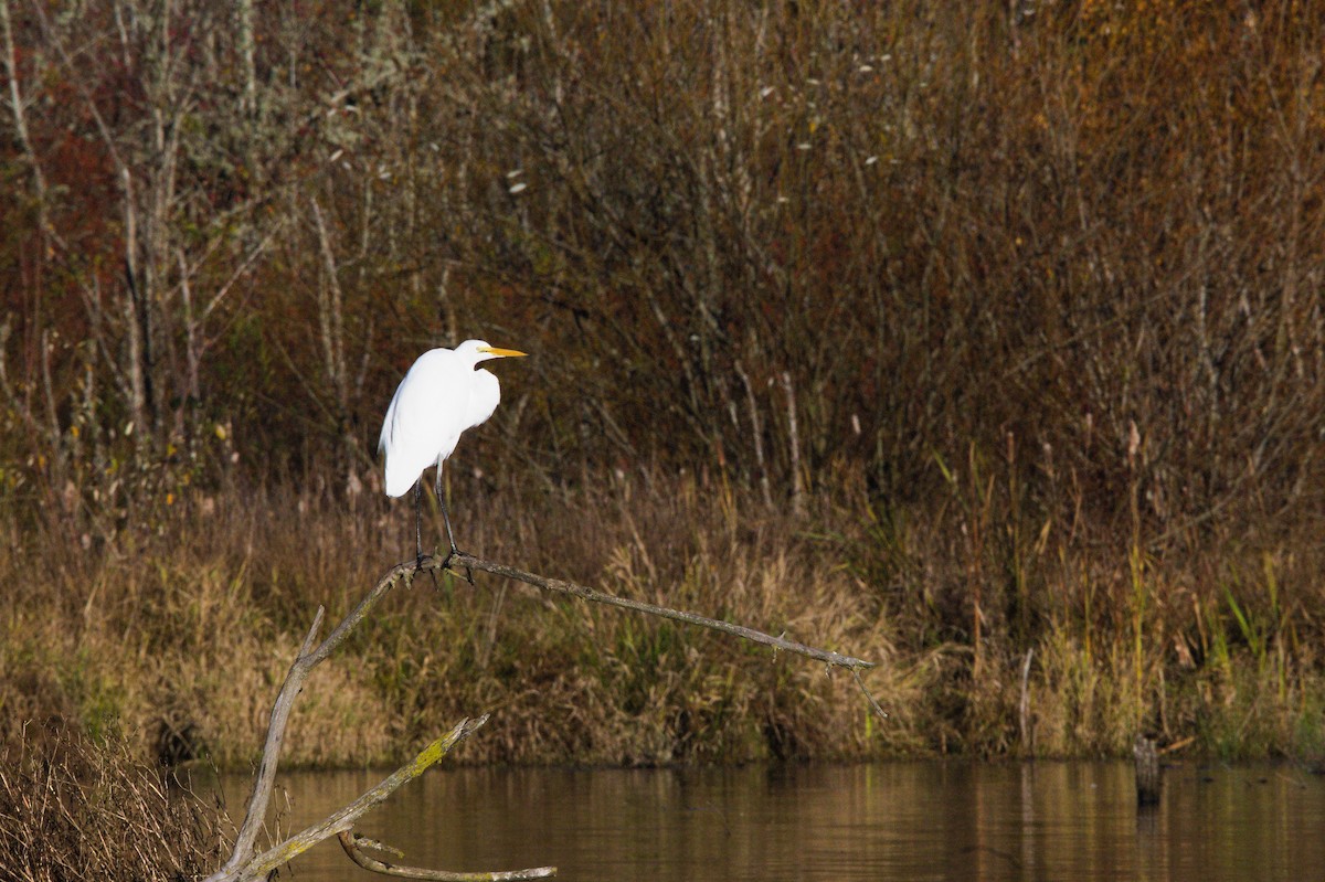 Great Egret - ML645521254