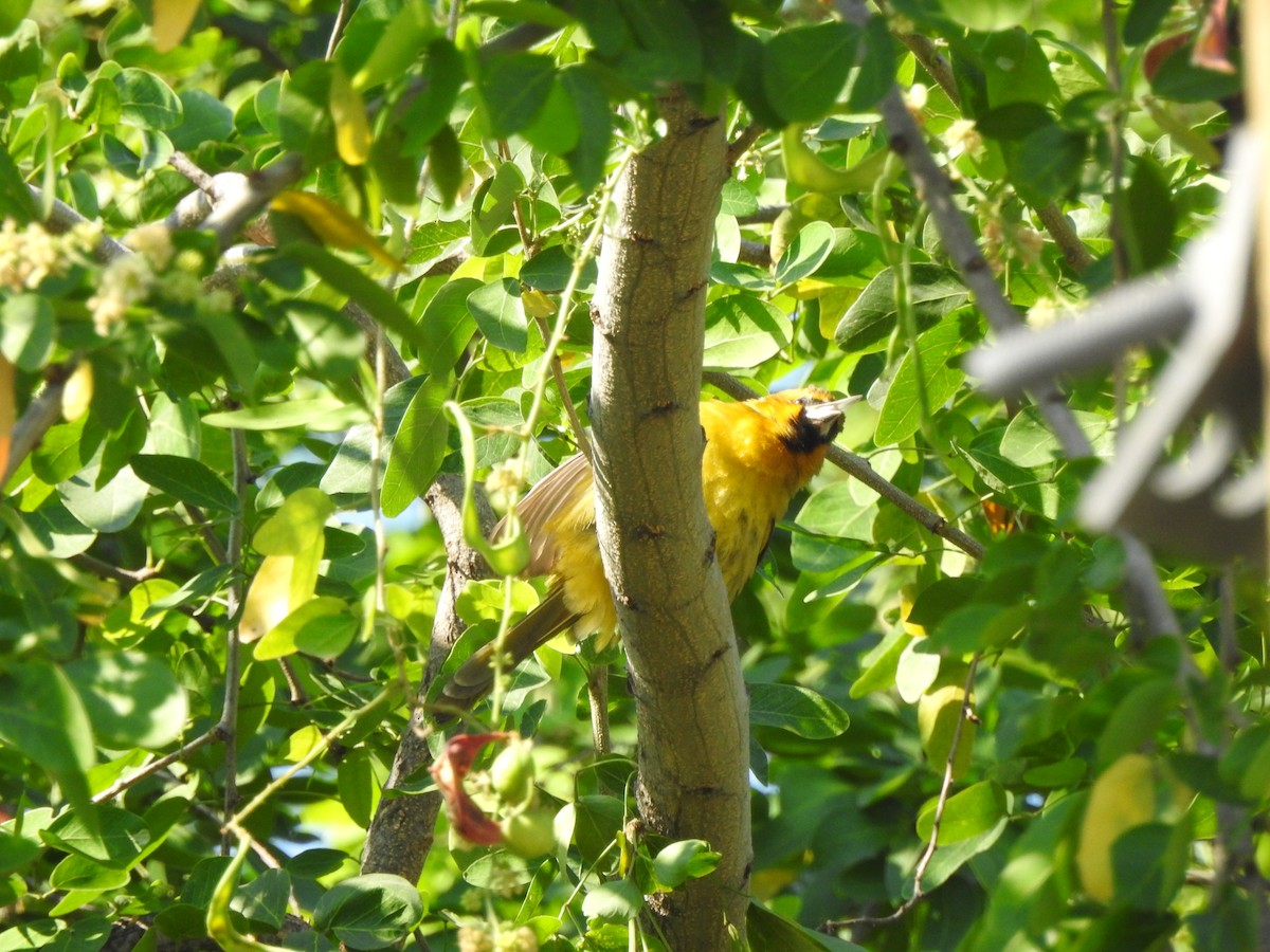 Streak-backed Oriole - ML645521255