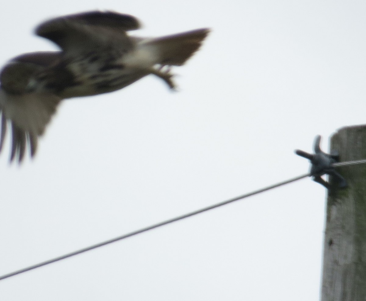 Buse à queue rousse - ML645521259