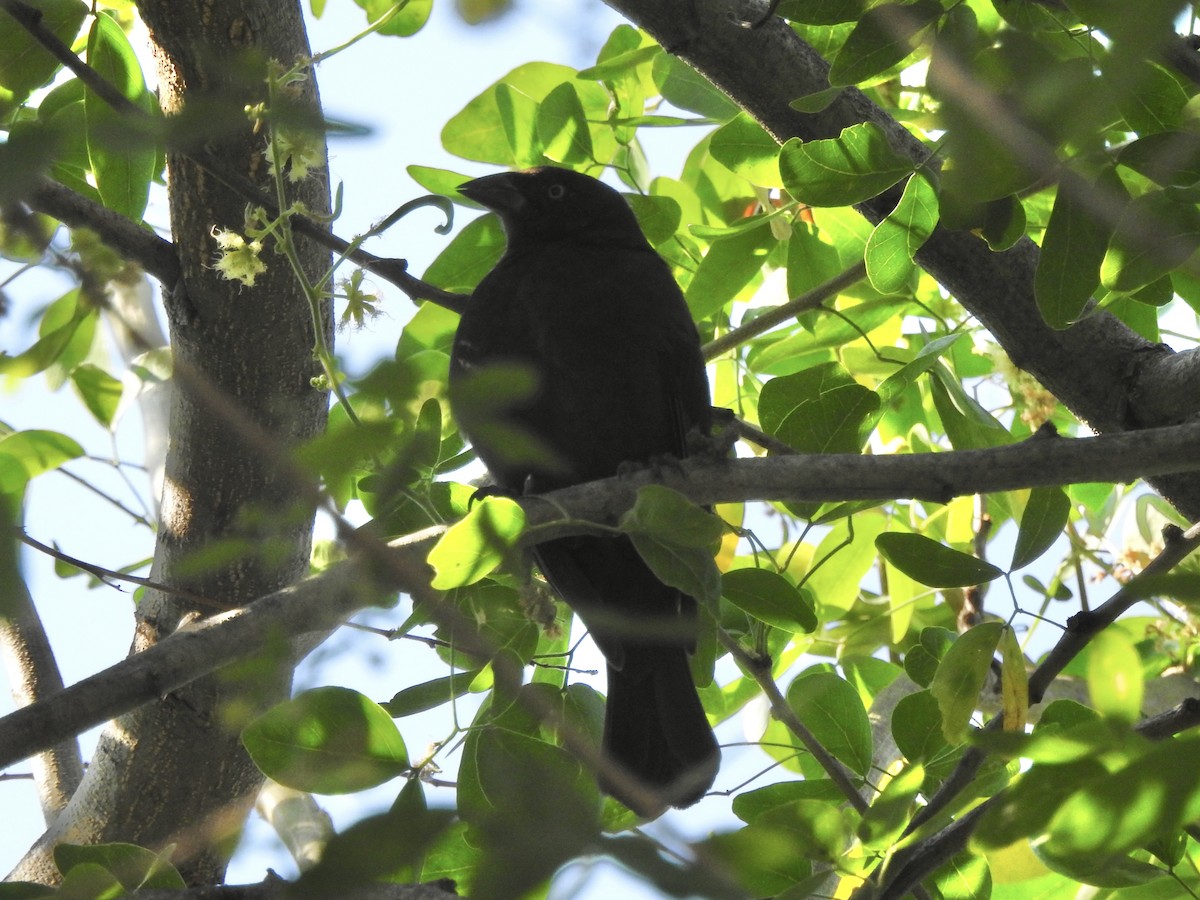 Bronzed Cowbird - ML645521268