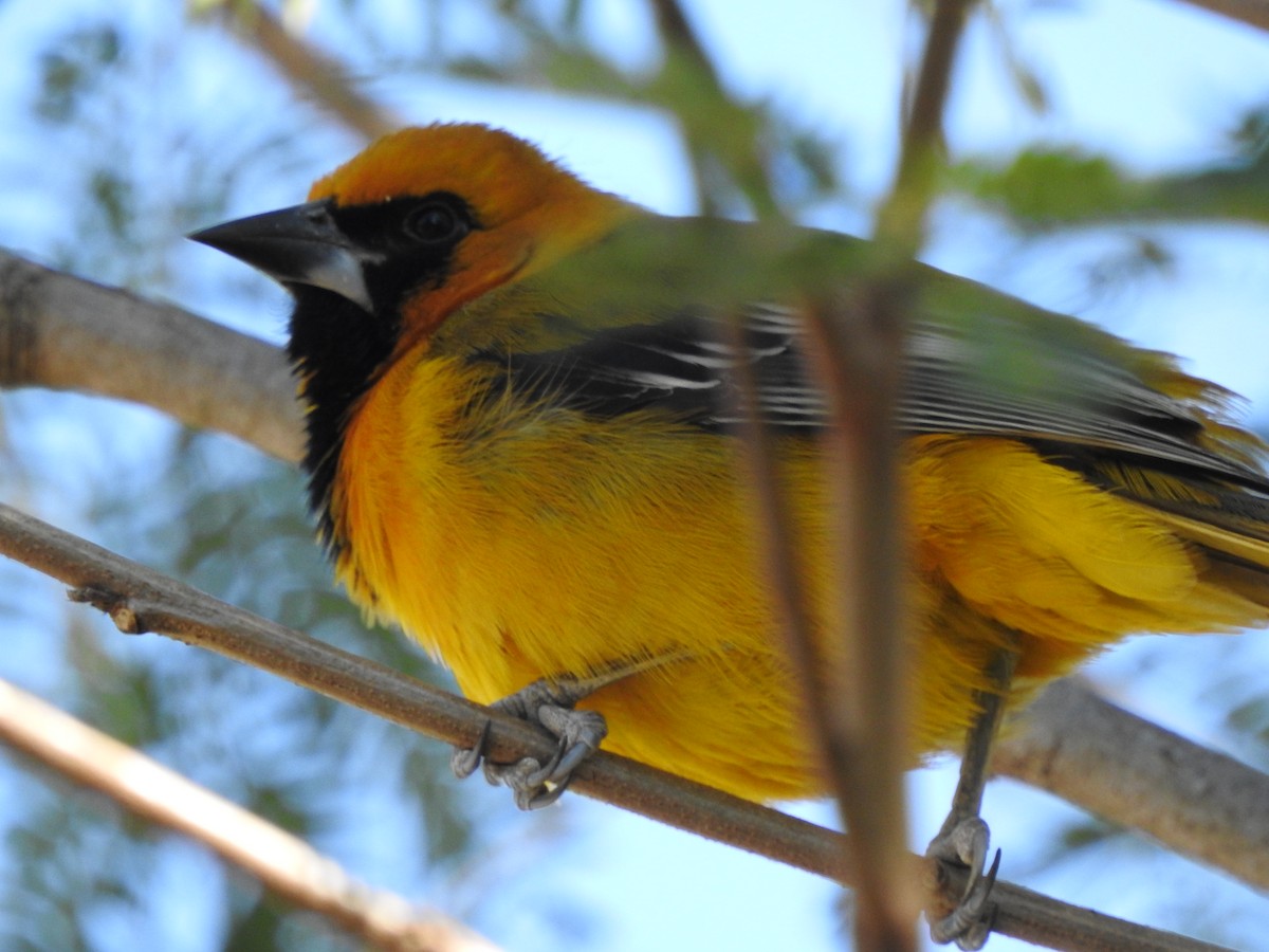 Altamira x Audubon's Oriole (hybrid) - ML645521270