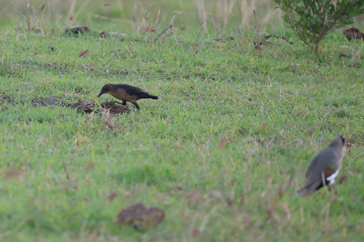 Great-tailed Grackle - ML645521276