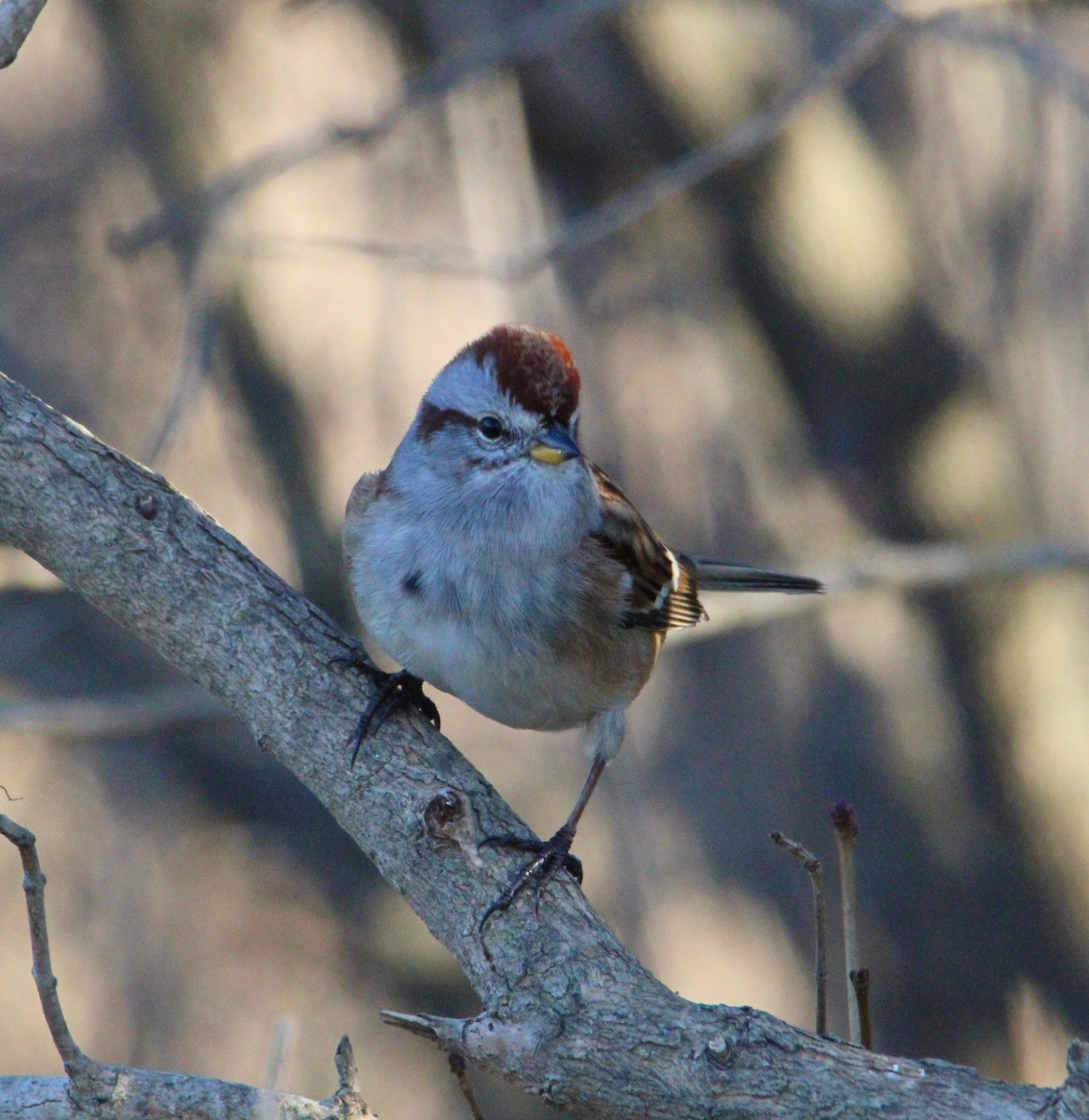 bjørkespurv - ML645521277