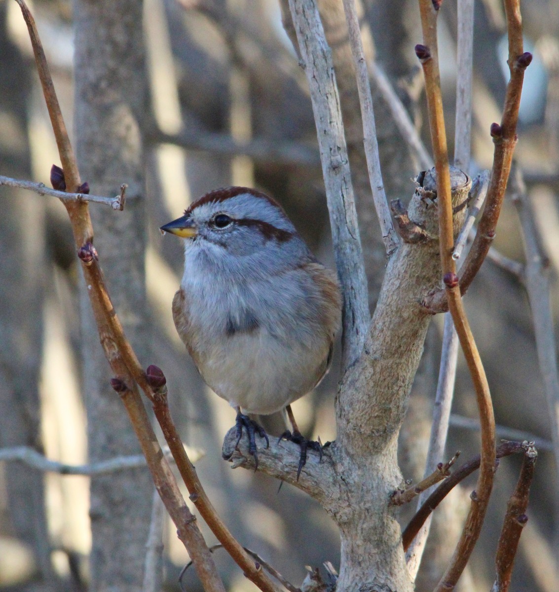 bjørkespurv - ML645521279